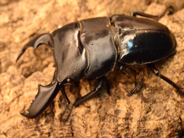 【新成虫】スマトラオオヒラタクワガタ82mmペア