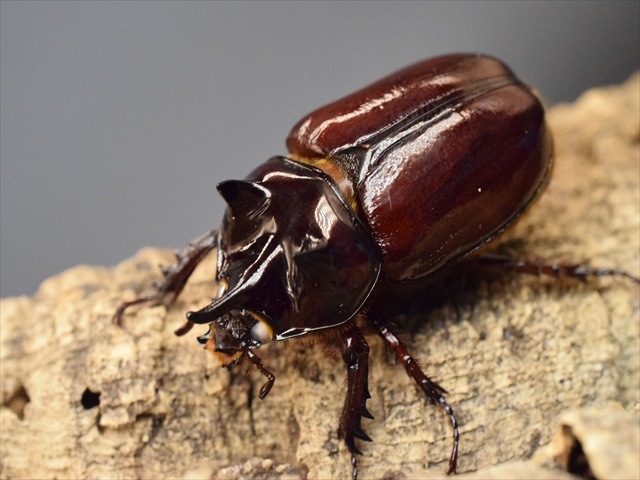 【ホワイトアイ血統】スリナムミツノカブト成虫39ｍｍペア