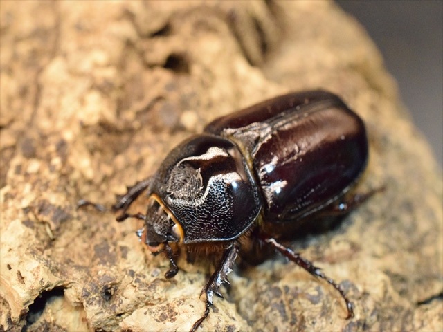 【ホワイトアイ血統】スリナムミツノカブト成虫39ｍｍペア