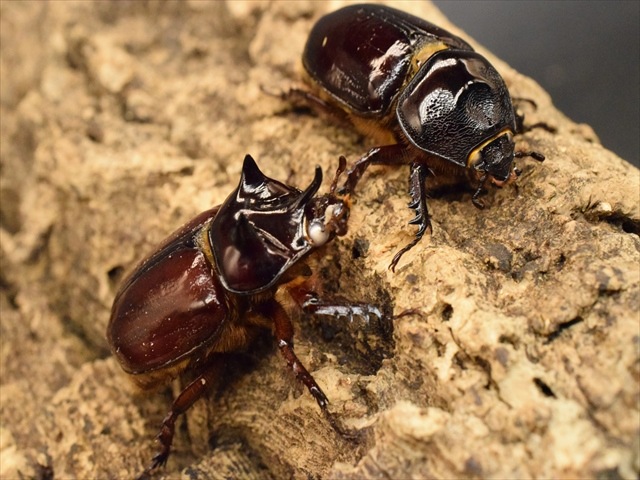 【ホワイトアイ血統】スリナムミツノカブト成虫39ｍｍペア