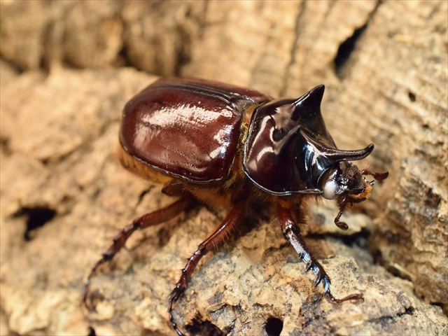 【ホワイトアイ血統】スリナムミツノカブト成虫39ｍｍペア