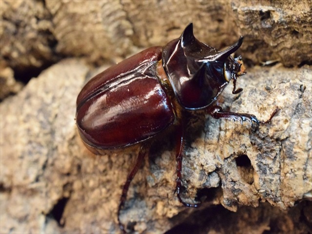 【ホワイトアイ血統】スリナムミツノカブト成虫39ｍｍペア