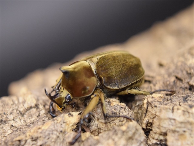 新成虫】ベルティペスコフキカブト【Mサイズペア】 | 外国産カブトムシ 