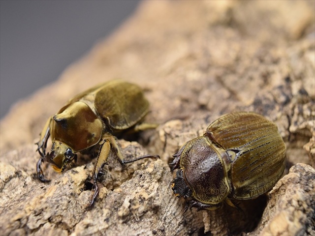 新成虫】ベルティペスコフキカブト【Mサイズペア】 | 外国産カブトムシ 