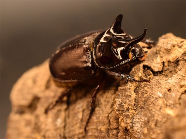 【ホワイトアイ血統】スリナムミツノカブト成虫41ｍｍペア