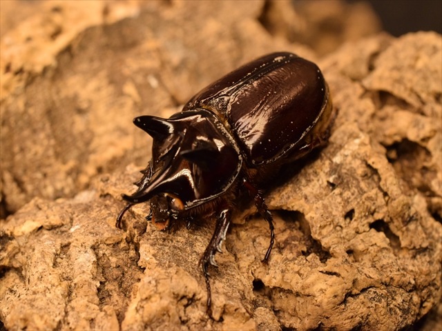 【ホワイトアイ血統】スリナムミツノカブト成虫41ｍｍペア