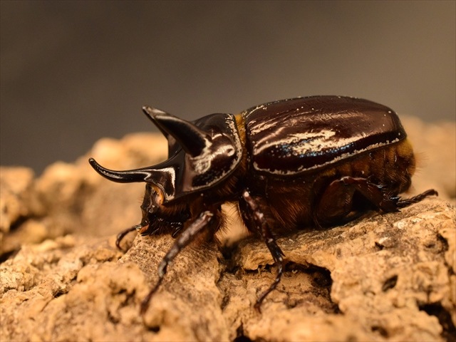 【ホワイトアイ血統】スリナムミツノカブト成虫41ｍｍペア