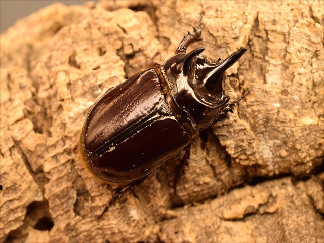 【ホワイトアイ血統】スリナムミツノカブト成虫41ｍｍペア