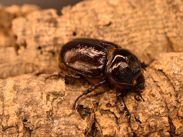 【ホワイトアイ血統】スリナムミツノカブト成虫41ｍｍペア