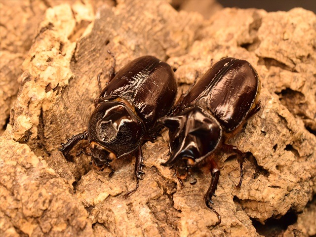 【ホワイトアイ血統】スリナムミツノカブト成虫41ｍｍペア