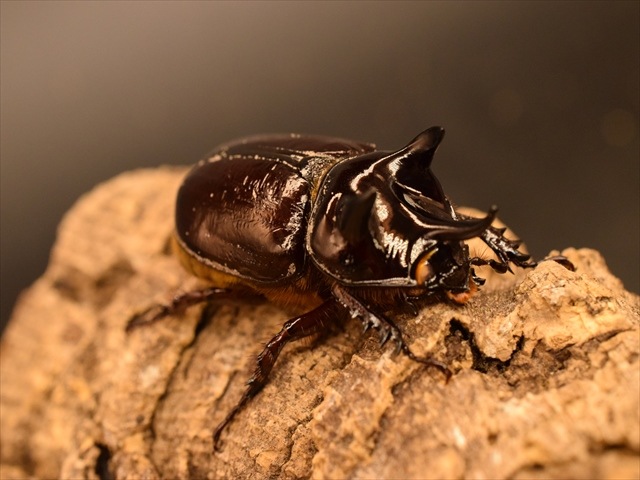 【ホワイトアイ血統】スリナムミツノカブト成虫41ｍｍペア