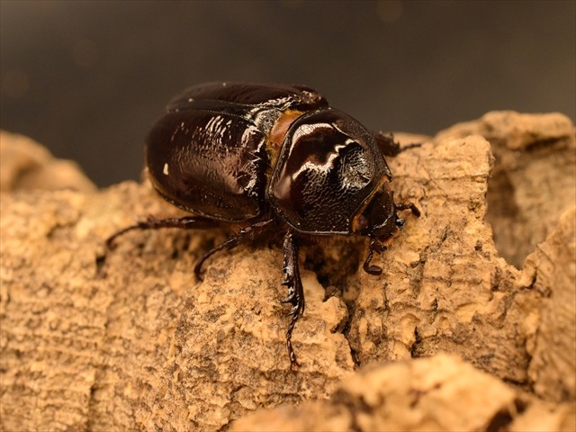 【ホワイトアイ血統】スリナムミツノカブト成虫41ｍｍペア