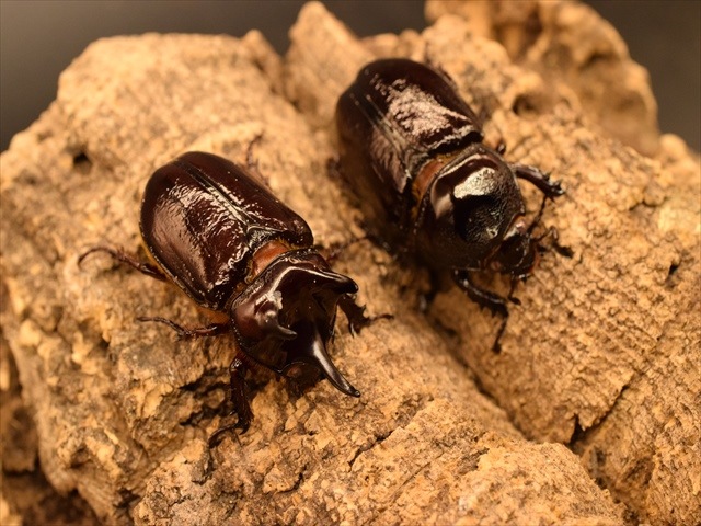 【ホワイトアイ血統】スリナムミツノカブト成虫41ｍｍペア