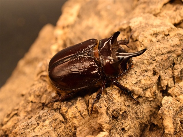 【ホワイトアイ血統】スリナムミツノカブト成虫41ｍｍペア