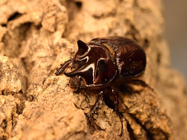 【ホワイトアイ血統】スリナムミツノカブト成虫41ｍｍペア