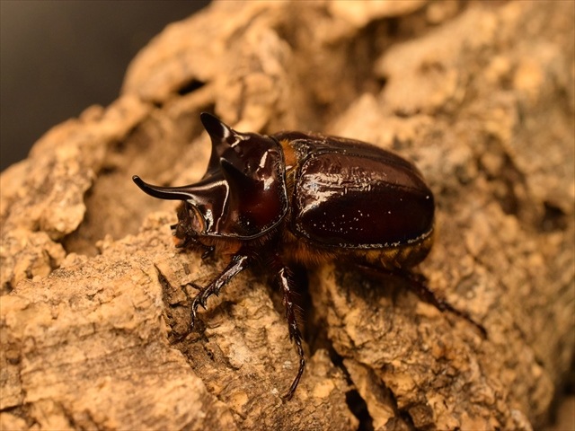 【ホワイトアイ血統】スリナムミツノカブト成虫41ｍｍペア