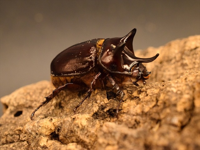 【ホワイトアイ血統】スリナムミツノカブト成虫41ｍｍペア