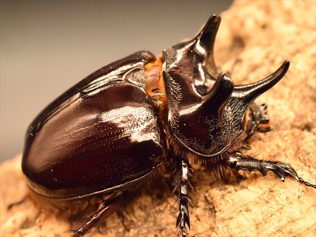 超大型】ケンタウルスミツノカブト72mmペア | 外国産カブトムシ 成虫 | 極