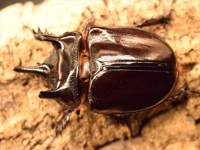 超大型】ケンタウルスミツノカブト72mmペア | 外国産カブトムシ 成虫 | 極