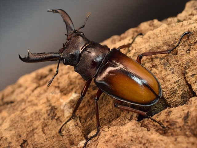 エロンガトゥスフタマタクワガタ60mmペア