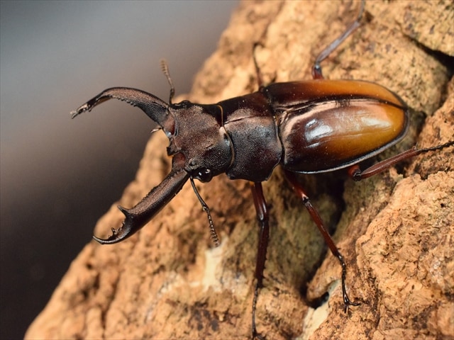エロンガトゥスフタマタクワガタ60mmペア