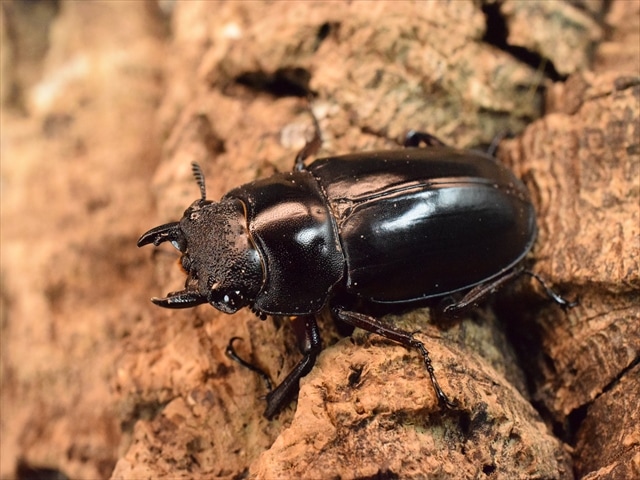 エロンガトゥスフタマタクワガタ60mmペア | すべての商品 | 極