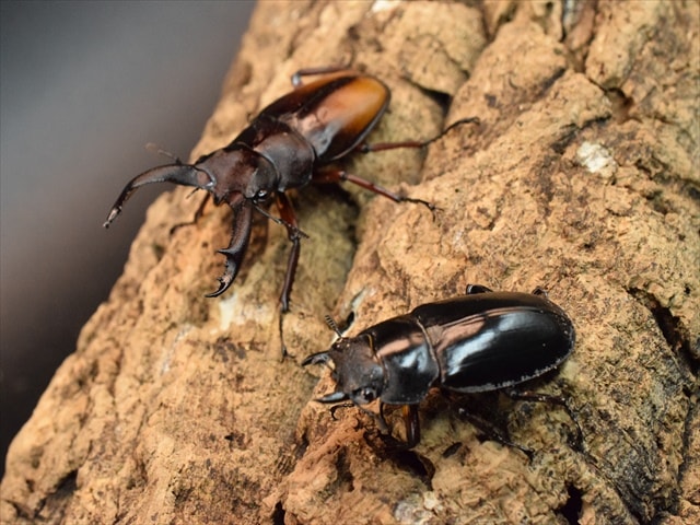 エロンガトゥスフタマタクワガタ60mmペア | すべての商品 | 極