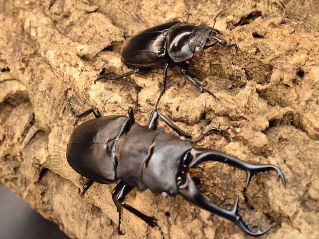 大型】ギラファノコギリクワガタ99mmペア【ホワイトアイ血統】 | 外