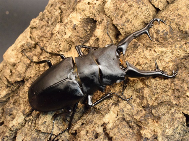 平田　ギラファノコギリクワガタ　カプセル版&オンライン版 Amazon.co.jp: カブトクワガタ ギラファノコギリクワガタ ゴッド