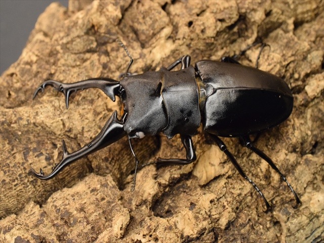 大型】ギラファノコギリクワガタ99mmペア【ホワイトアイ血統】 | 外