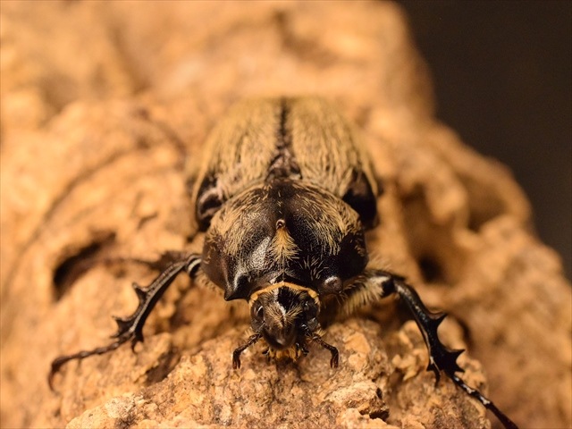 【3令ペア】テルシテスヒメゾウカブト