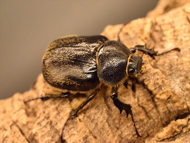 【3令ペア】テルシテスヒメゾウカブト