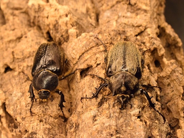 【3令ペア】テルシテスヒメゾウカブト