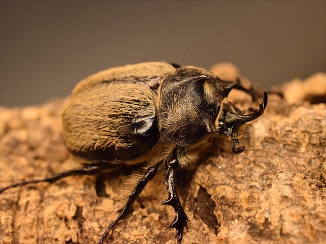 テルシテスヒメゾウカブト　ペア　標本 テルシテスヒメゾウカブトペア標本