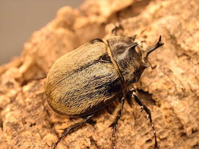 【3令ペア】テルシテスヒメゾウカブト