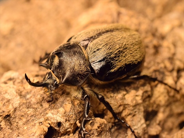 【3令ペア】テルシテスヒメゾウカブト