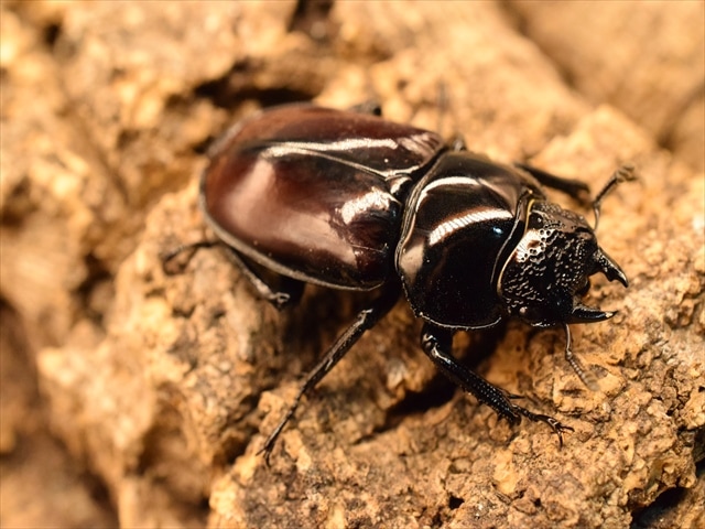 ガテマラ産　オバケクロツヤムシ　77mm 丸山宗利 Maruyama🍥 on X: 