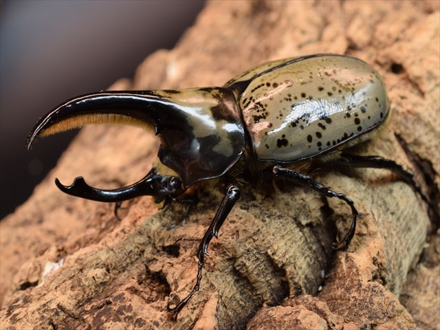 希少種 ミヤシタシロカブト 新成虫 ペア