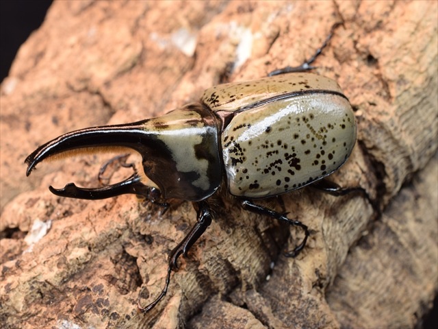 【新成虫】グラントシロカブト75ｍｍペア