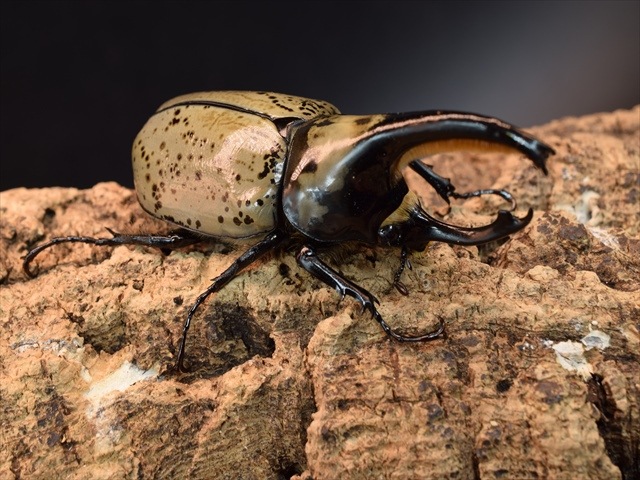 【新成虫】グラントシロカブト75ｍｍペア