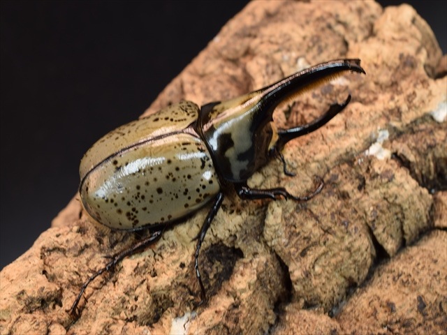 【新成虫】グラントシロカブト75ｍｍペア