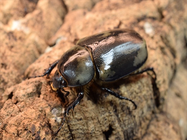 【新成虫】グラントシロカブト75ｍｍペア