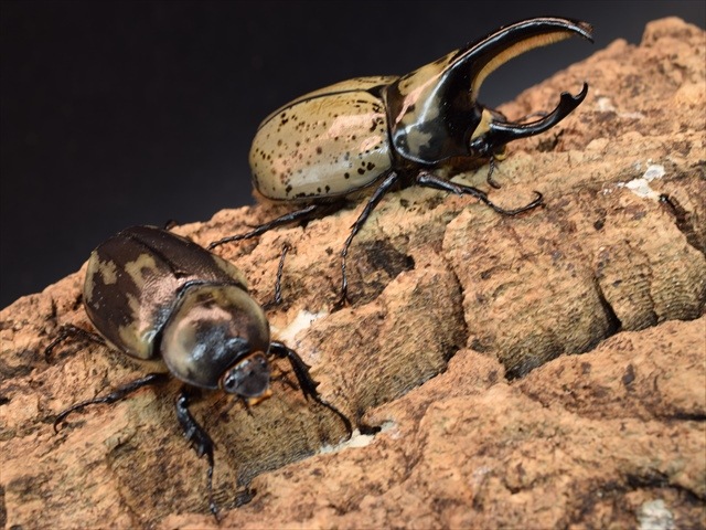 【新成虫】グラントシロカブト75ｍｍペア