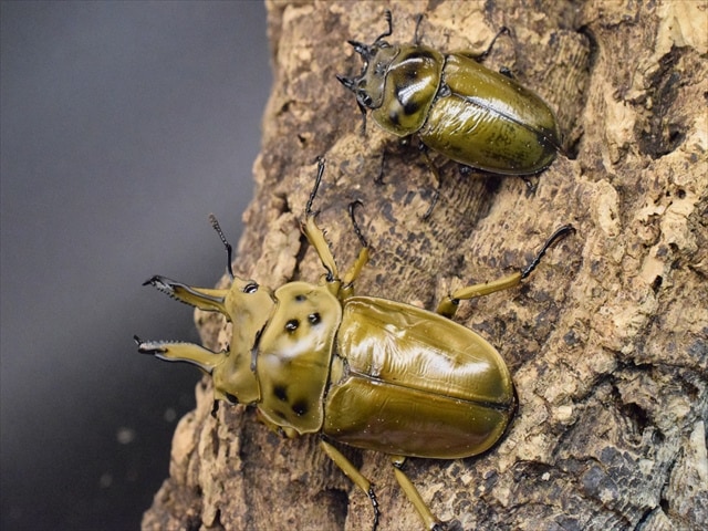 新成虫】ババオウゴンオニクワガタ72mmペア | 外国産クワガタ 成虫