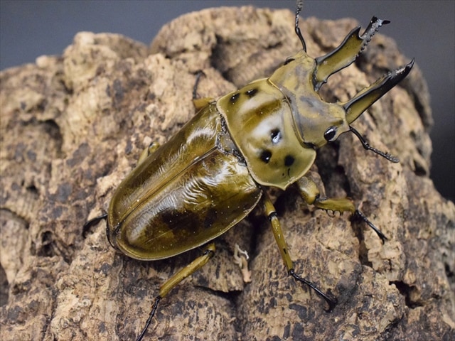 新成虫】ババオウゴンオニクワガタ72mmペア | 外国産クワガタ 成虫