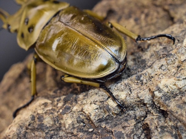 新成虫】ババオウゴンオニクワガタ72mmペア | 外国産クワガタ 成虫