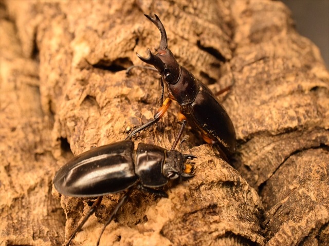 【新成虫】ディディエールシカクワガタ40ｍｍ