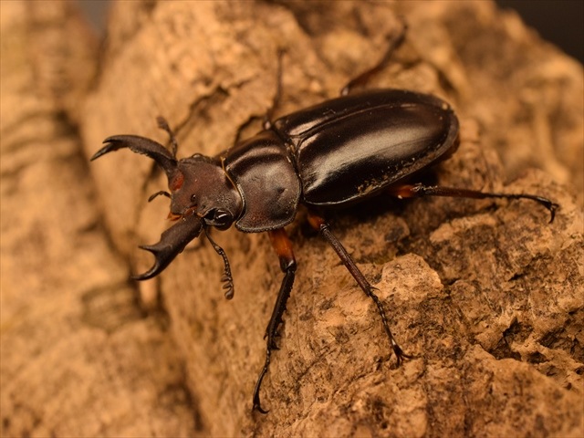 【新成虫】ディディエールシカクワガタ40ｍｍ