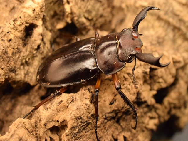 【新成虫】ディディエールシカクワガタ40ｍｍ