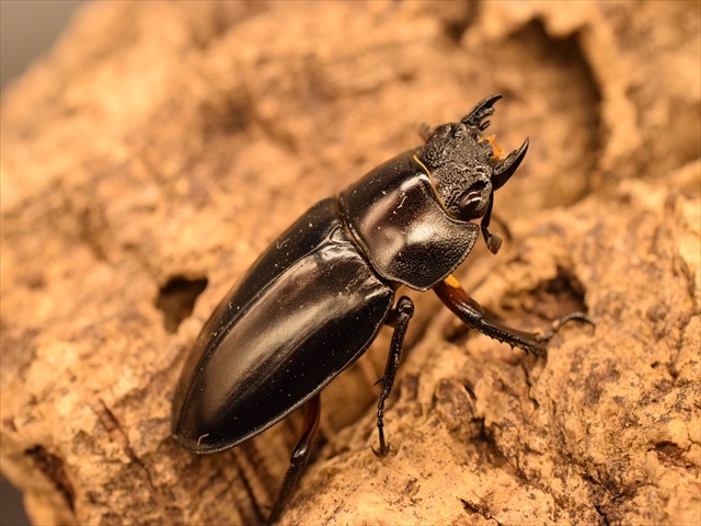 【新成虫】ディディエールシカクワガタ40ｍｍ